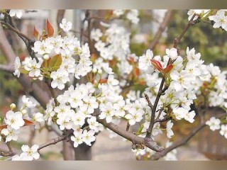 衡水天气，四季的呼吸，在平原上舒展