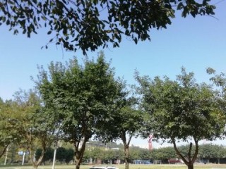 成都天气预报15天查询30天（成都天气预报一周15天）