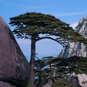 黄山最佳旅游时间几月份（去黄山旅游几月份最好）