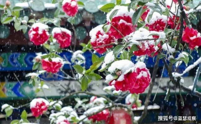 下周天气，冷暖交替，雨雪试探春意